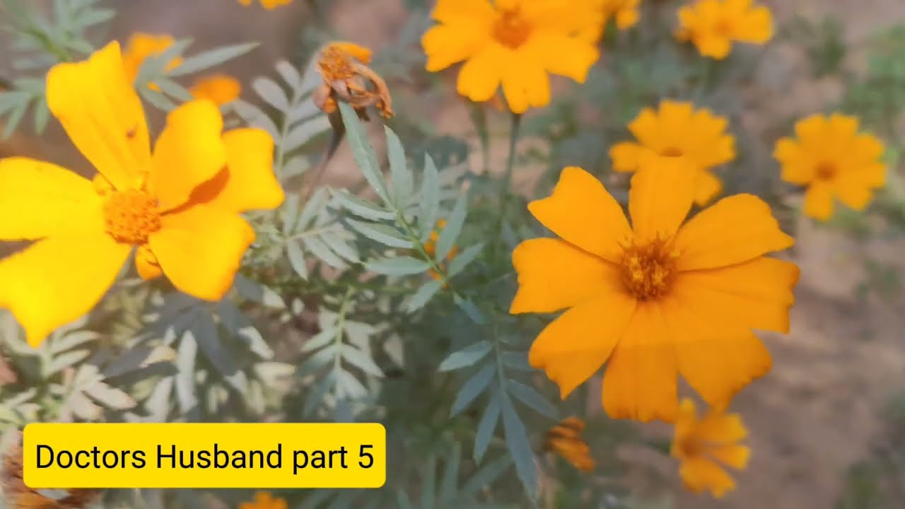 New Golpo -  / part 5 / Doctor's Husband Romantic Story - Salma Apu