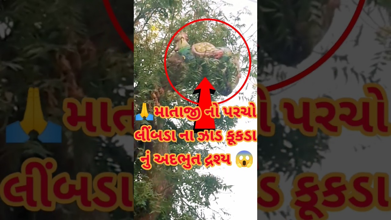 bahuchar mataji na kukado#bahucharaji #trending #shortsvideo #viral #shortfeed