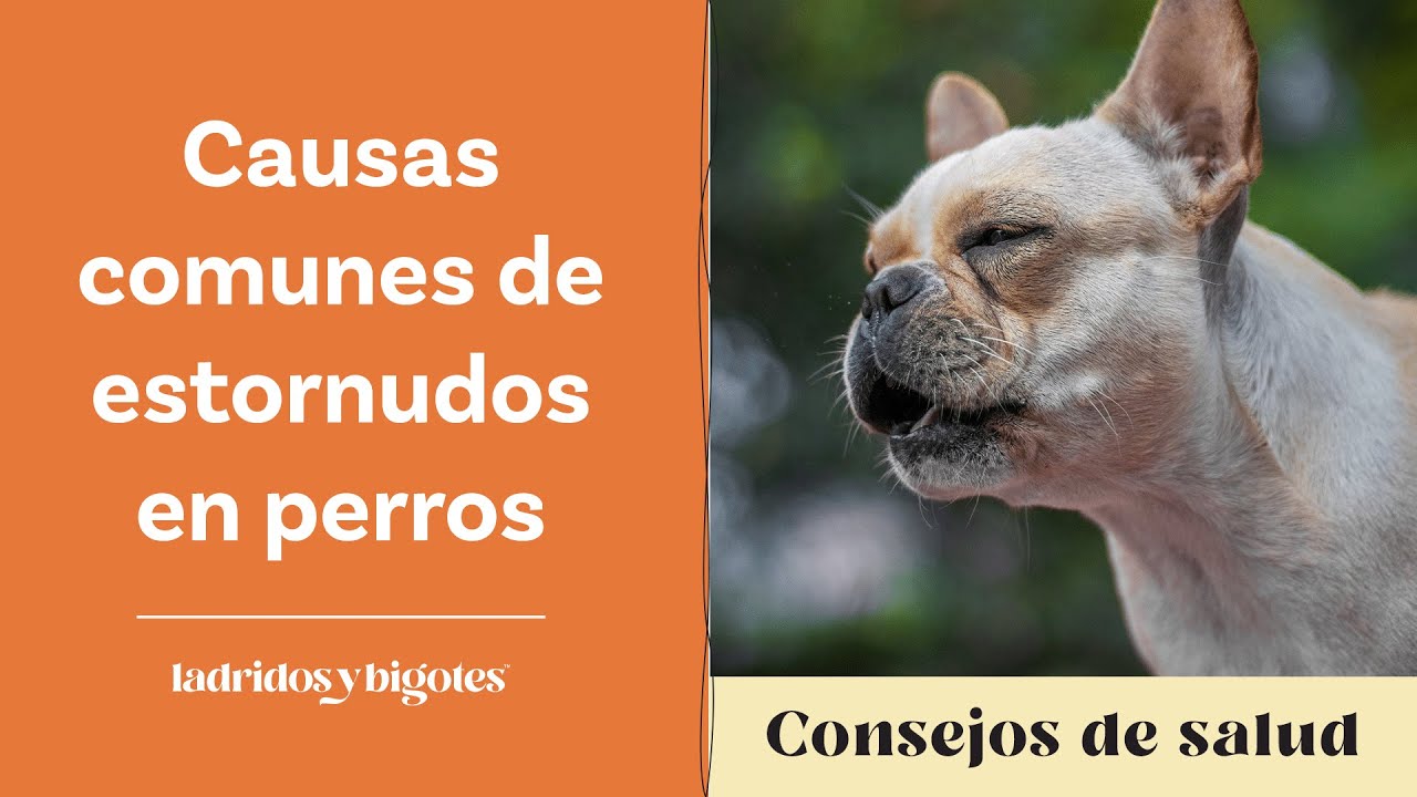 Causas comunes de estornudos en perros