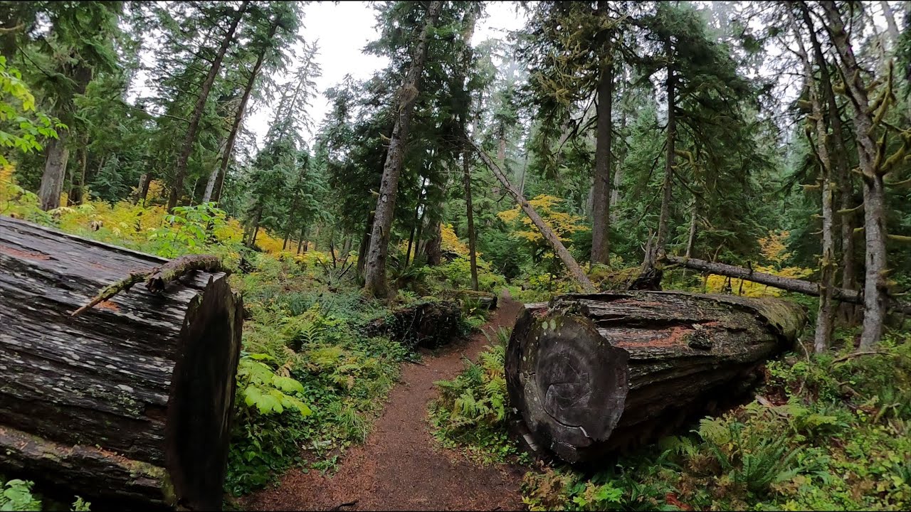 Twin Firs Loop – Mount Rainier’s Ancient Forest | 360° VR Nature Walk (4K)