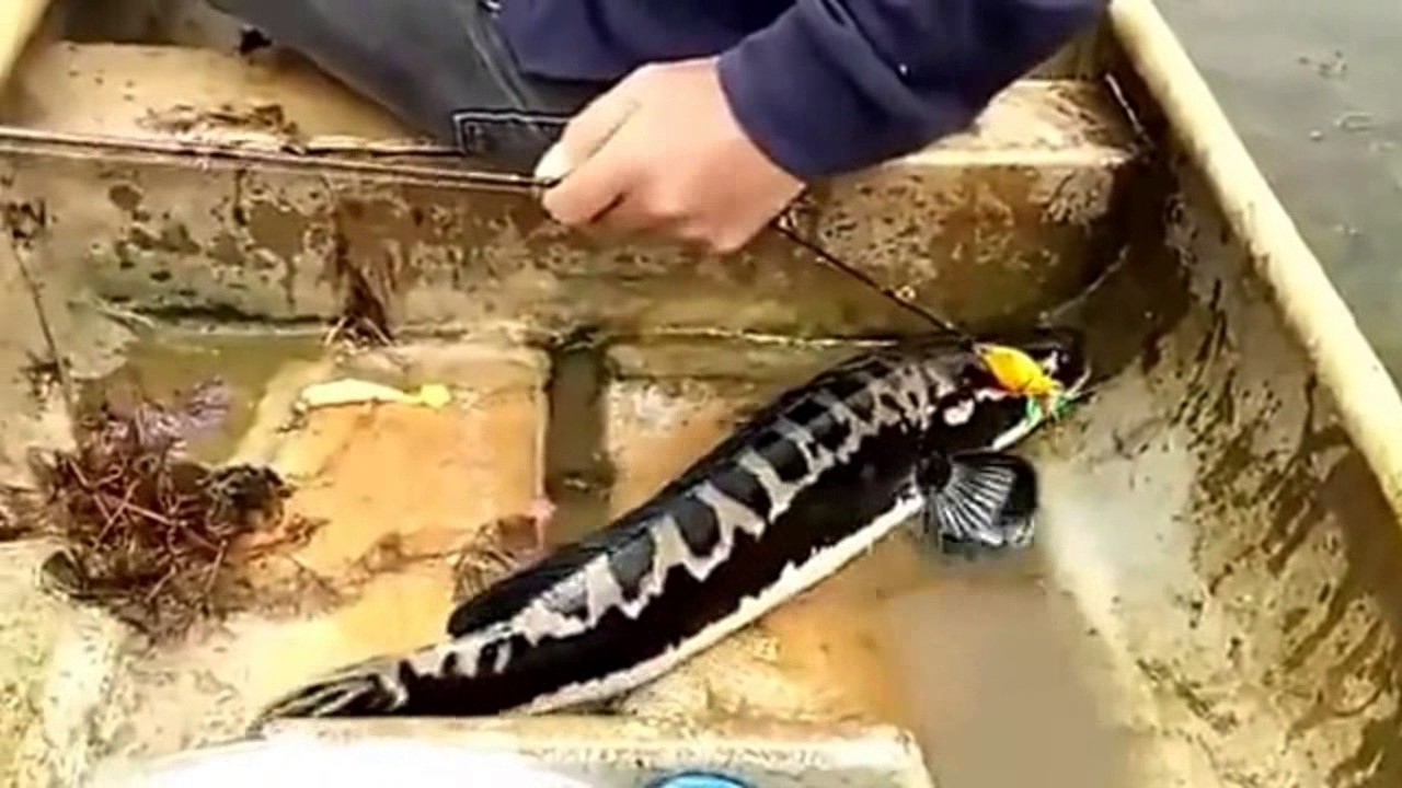 LUCU VIDEO MANCING MANIA