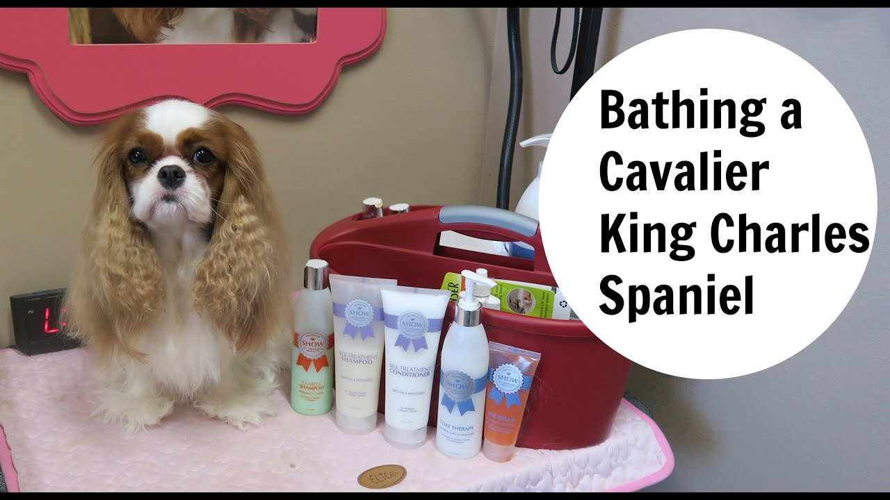 Bathing a Cavalier King Charles Spaniel- Part 1