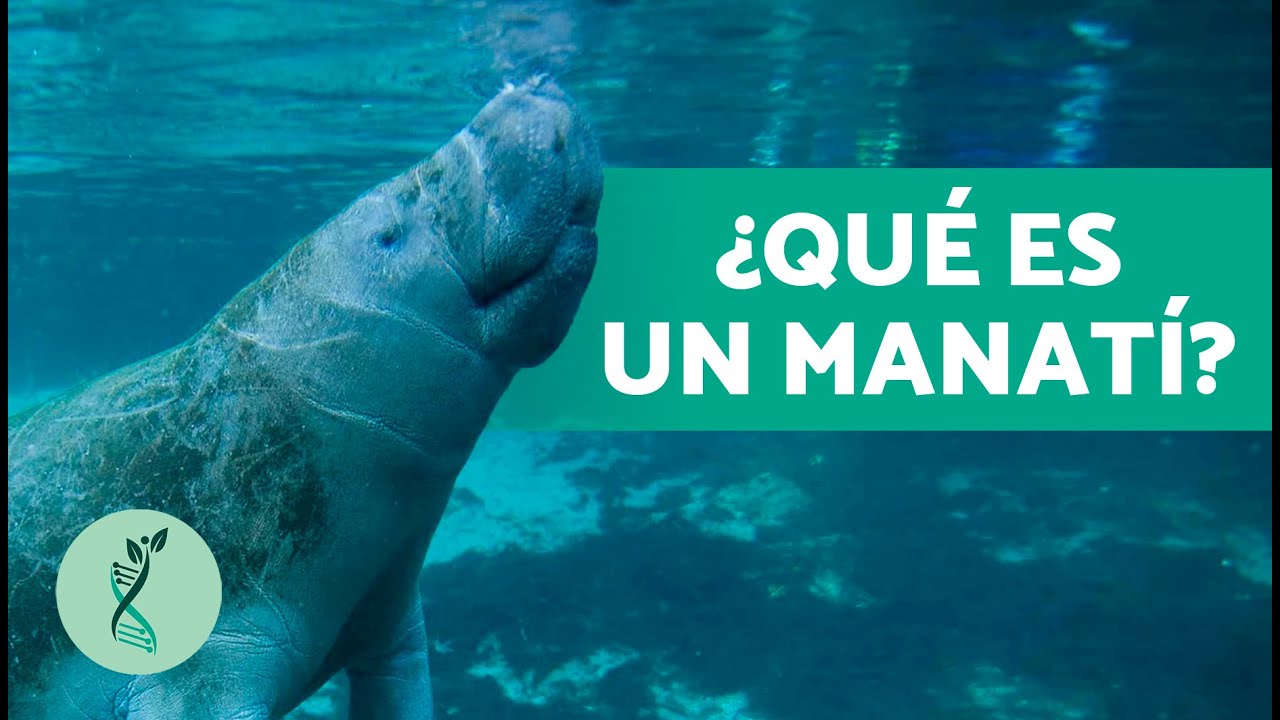 &iquest;De qu&eacute; se ALIMENTA un MANAT&Iacute;? 💙 (Distribuci&oacute;n, caracter&iacute;sticas y amenazas)