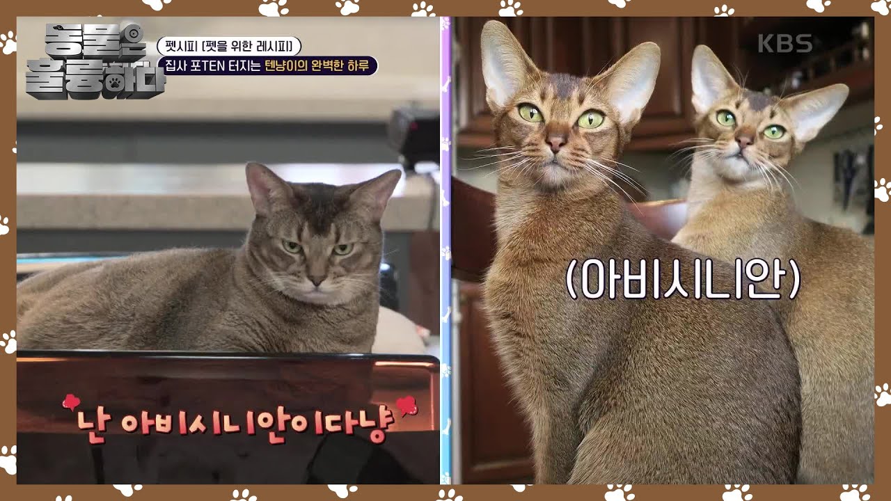 펫시피 [펫을 위한 레시피] 깔끔 그 자체인 텐 집사😄 [동물은 훌륭하다] | KBS 250310 방송