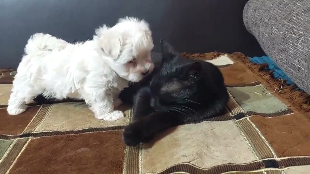 From Fear to Love: A Black Kitten Meets a Puppy for the First Time