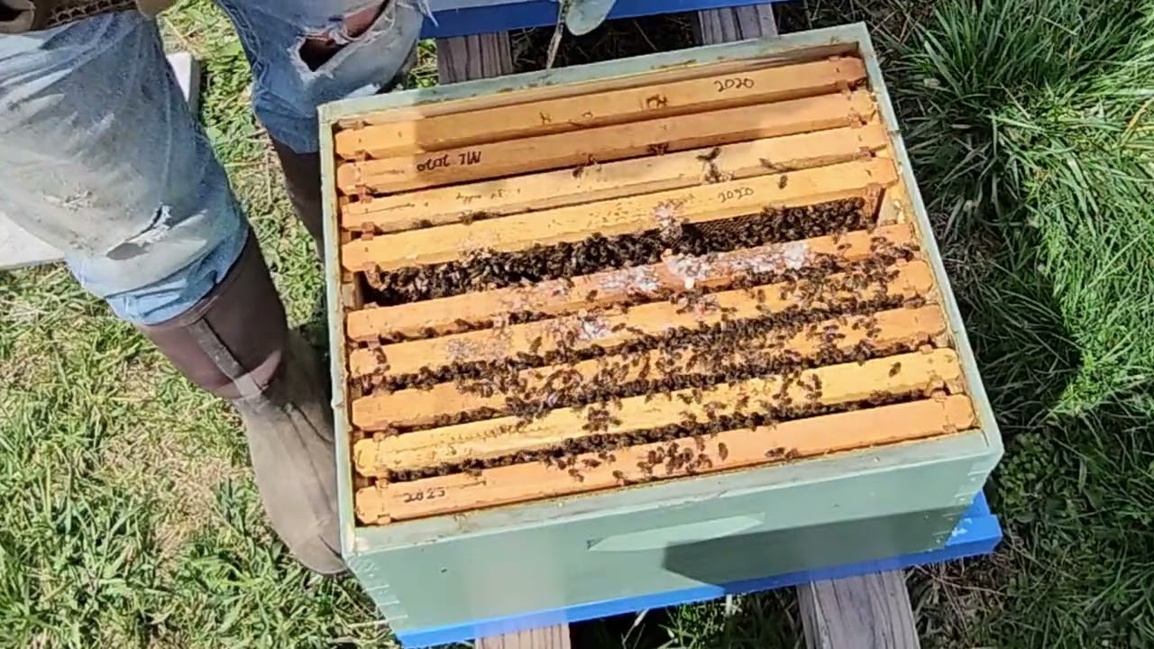 #beekeeping 2024: rotating and equalizing / #4