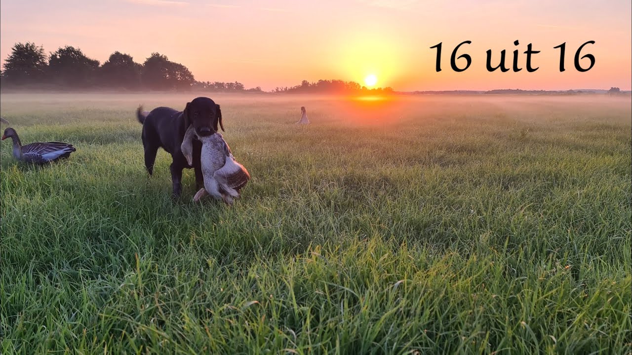Jagen - zomer 2025 - Ganzen!