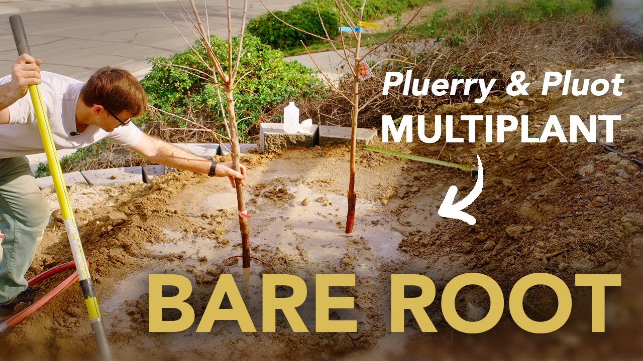 Multi Planting Bare Root Plum Hybrids for Better Pollination - Pluot and Pluerry