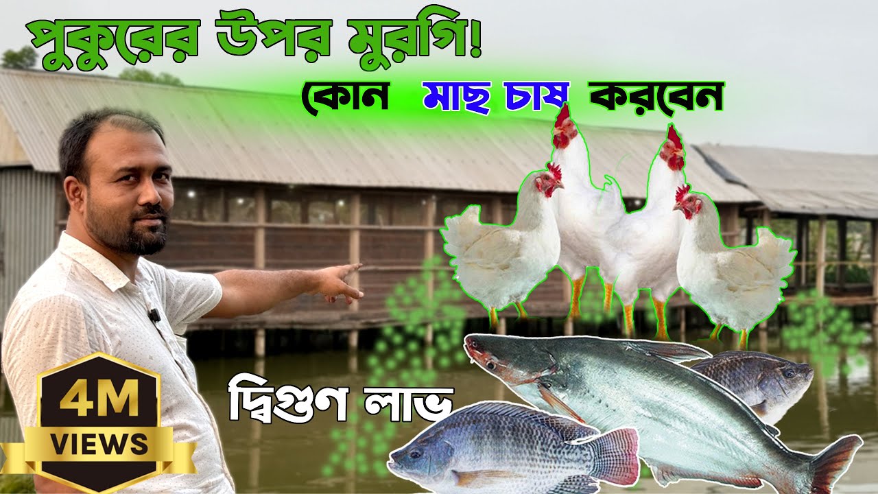 লেয়ার মুরগির ফার্ম + নিচে লাভজনক মাছ চাষ (পাঙ্গাস ও ন্যাশনাল হাইব্রিড তেলাপিয়া)!