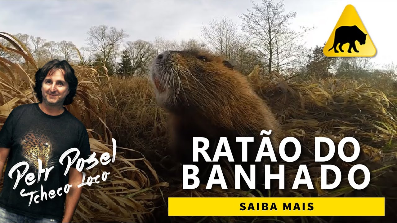 Rat&atilde;o do Banhado