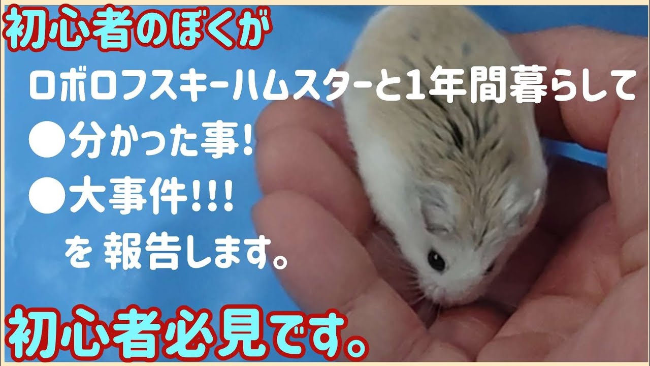 【ロボロフスキーハムスター】と暮らし始めて1年。【大事件】勃発です。