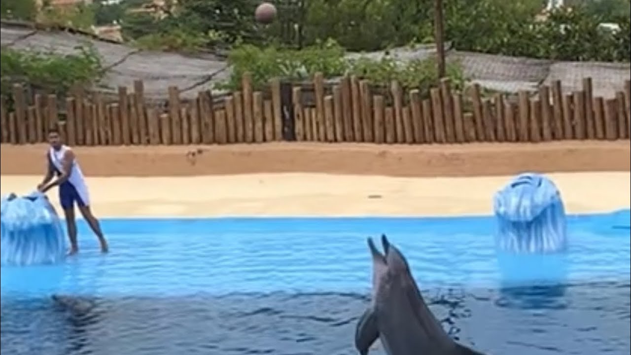Catchball Mundomar, dolphin communication behavior , 31 Julio 2023 .  Aqua y Camino 