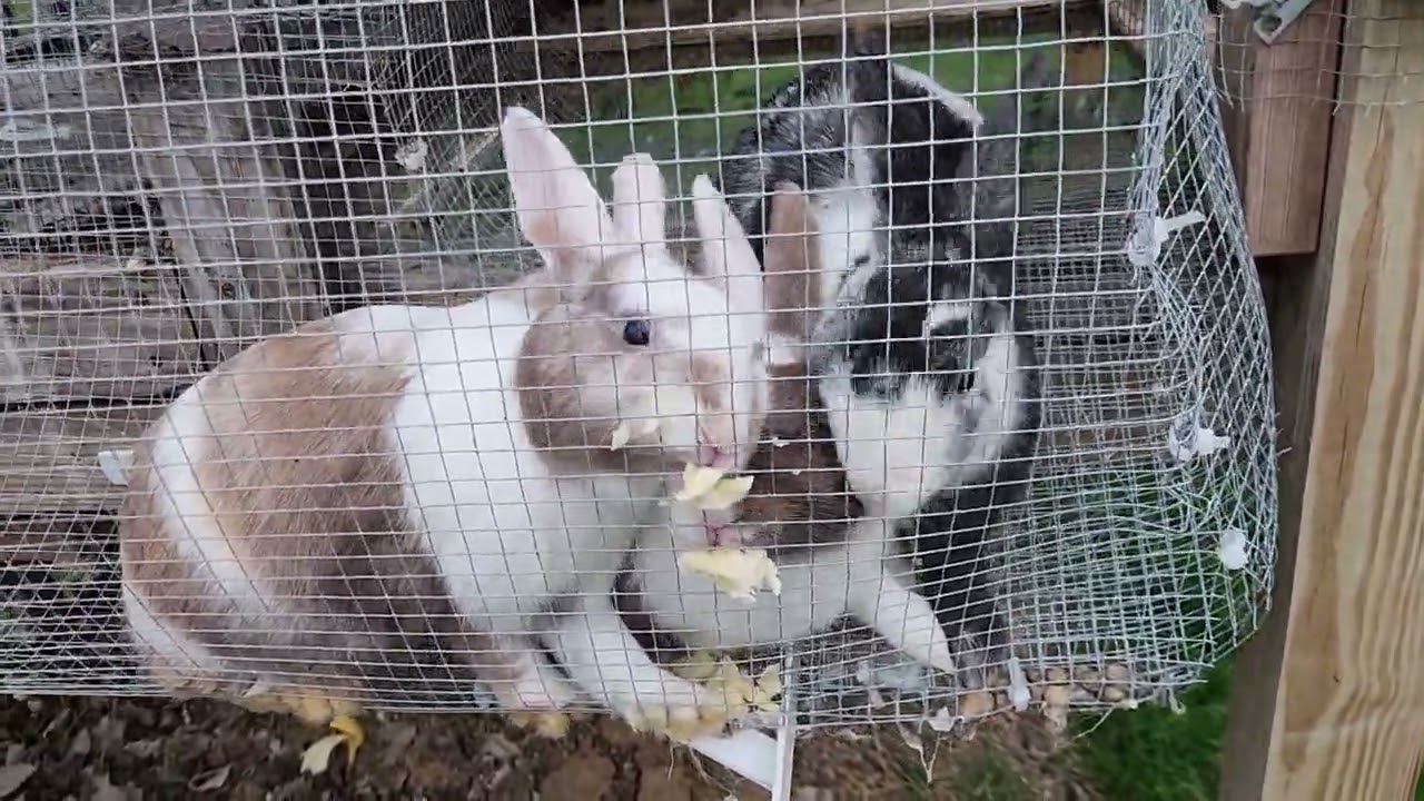 your bunnies can't resist this food
