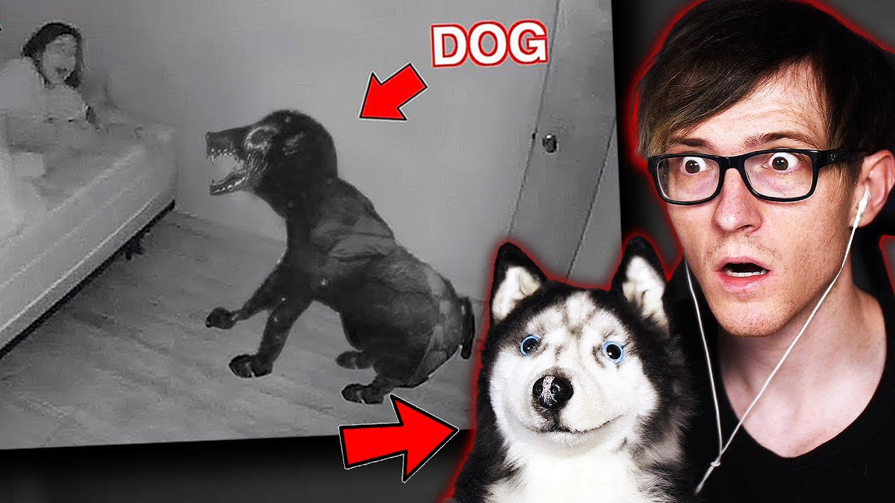 Что-то не так с ее собакой... и с моей собакой.