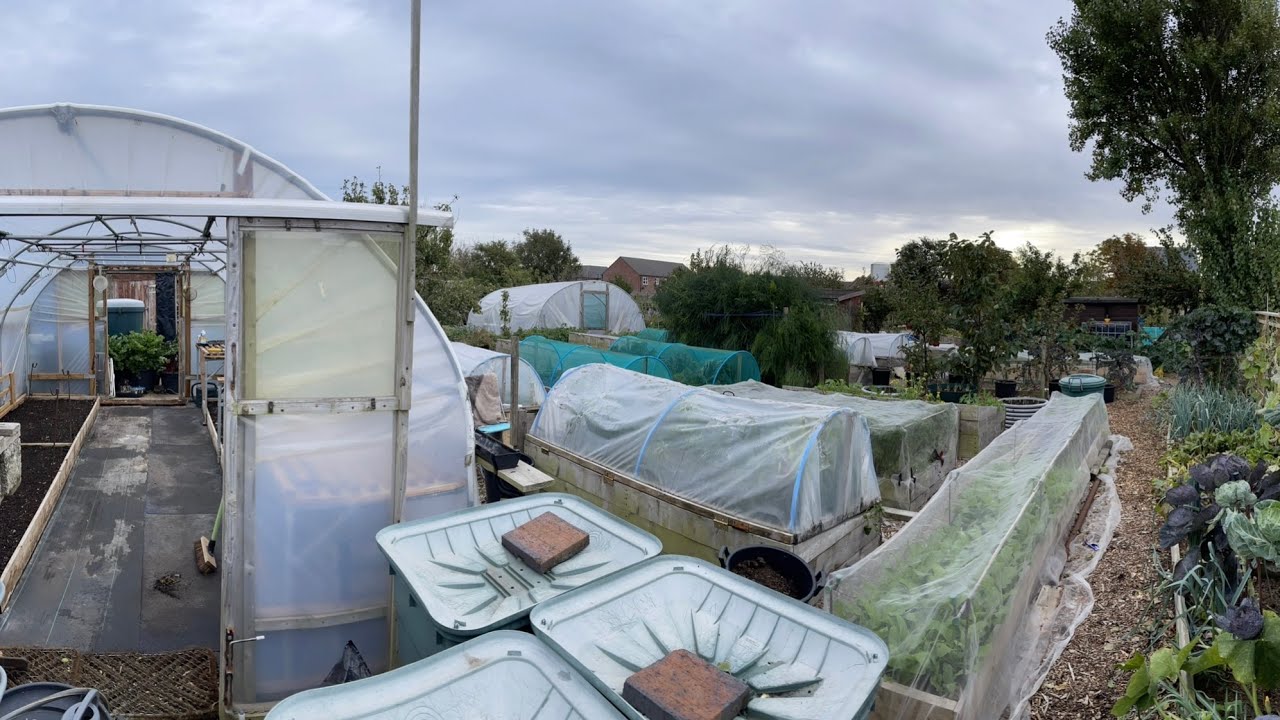 Planting up the polytunnel beds for winter
