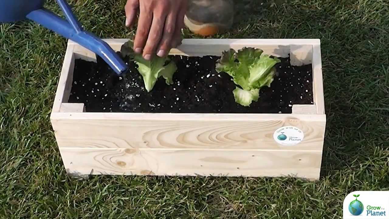 Come trapiantare piantine in vaso - How to transplant seedlings into a pot