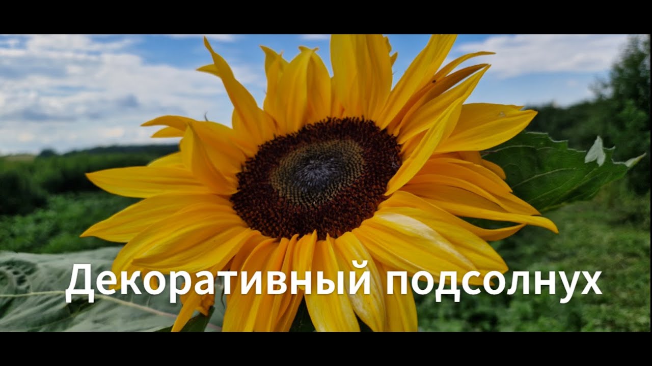 Как выглядит декоративный подсолнух. Сорт: 