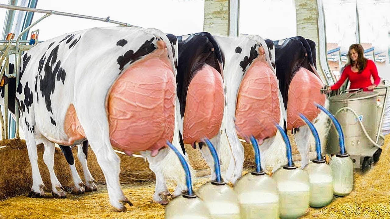 Farm #WithMe Cow Farming Milk Feeding Modern Military Truck Combine Cowshed Cleaning​