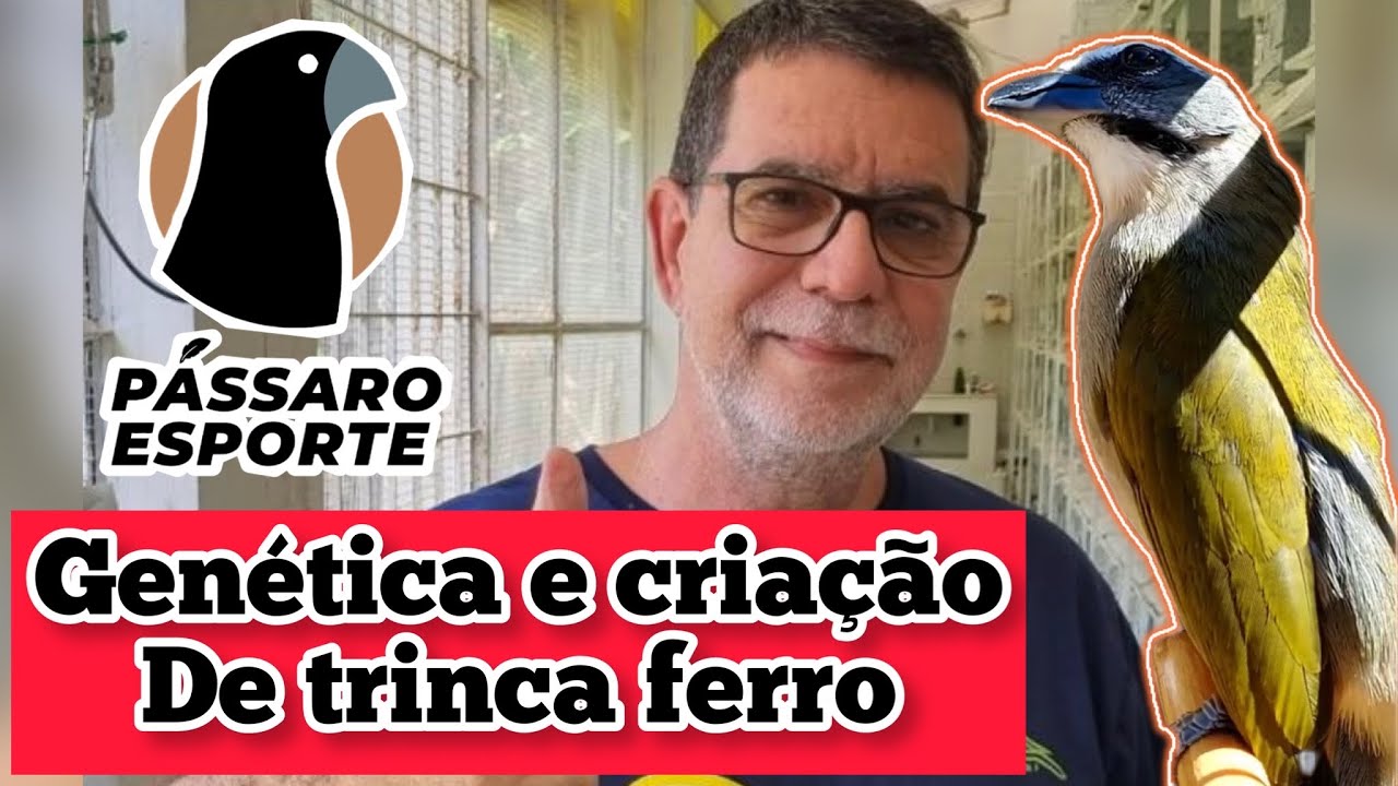 TRINCA FERRO - CRIAÇÃO E GENÉTICA com OSCAR do BURITI