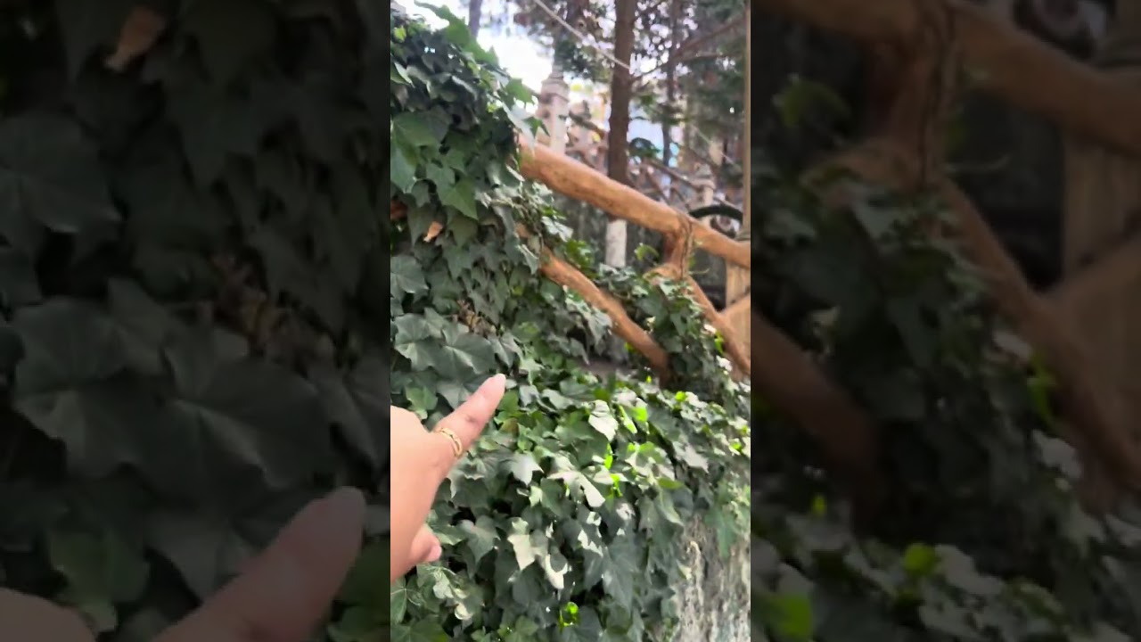 جولة في بارك لينا بالثنية ولاية بومرداس مكان عائلي روعة Lyna Park