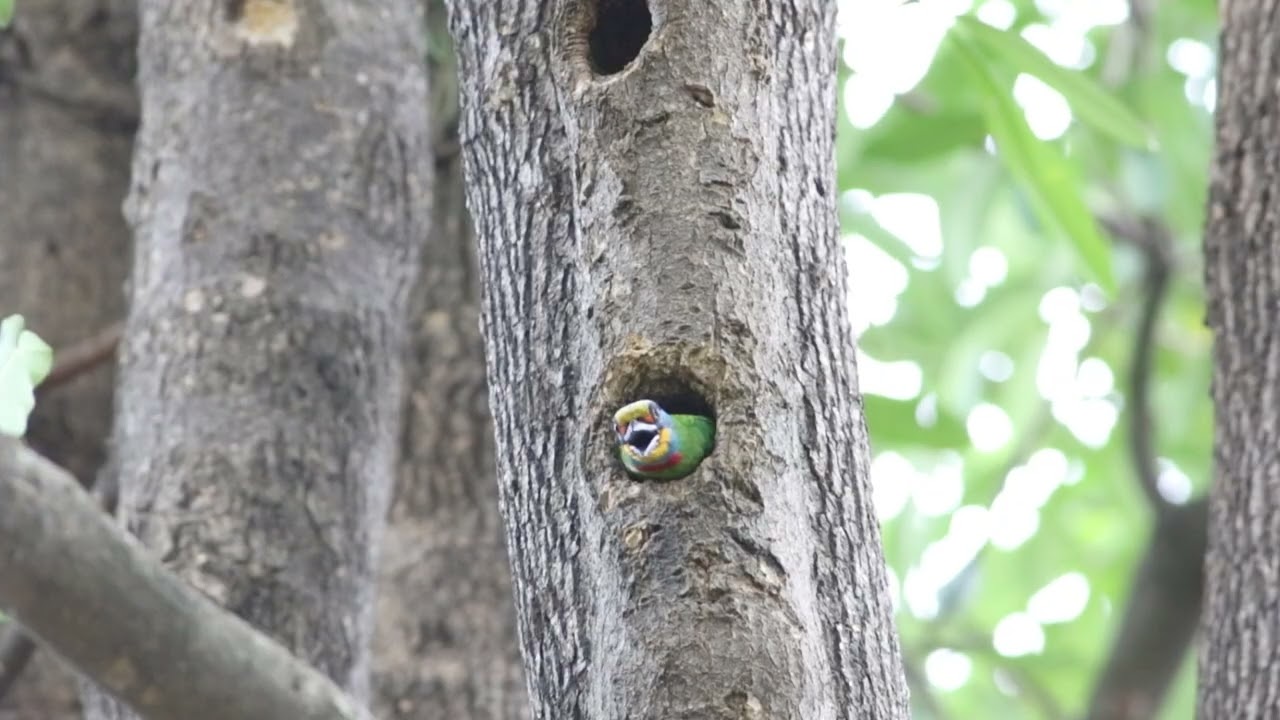 台灣擬啄木/五色鳥(Taiwan Barbet)，天氣太熱了，探頭散散熱。