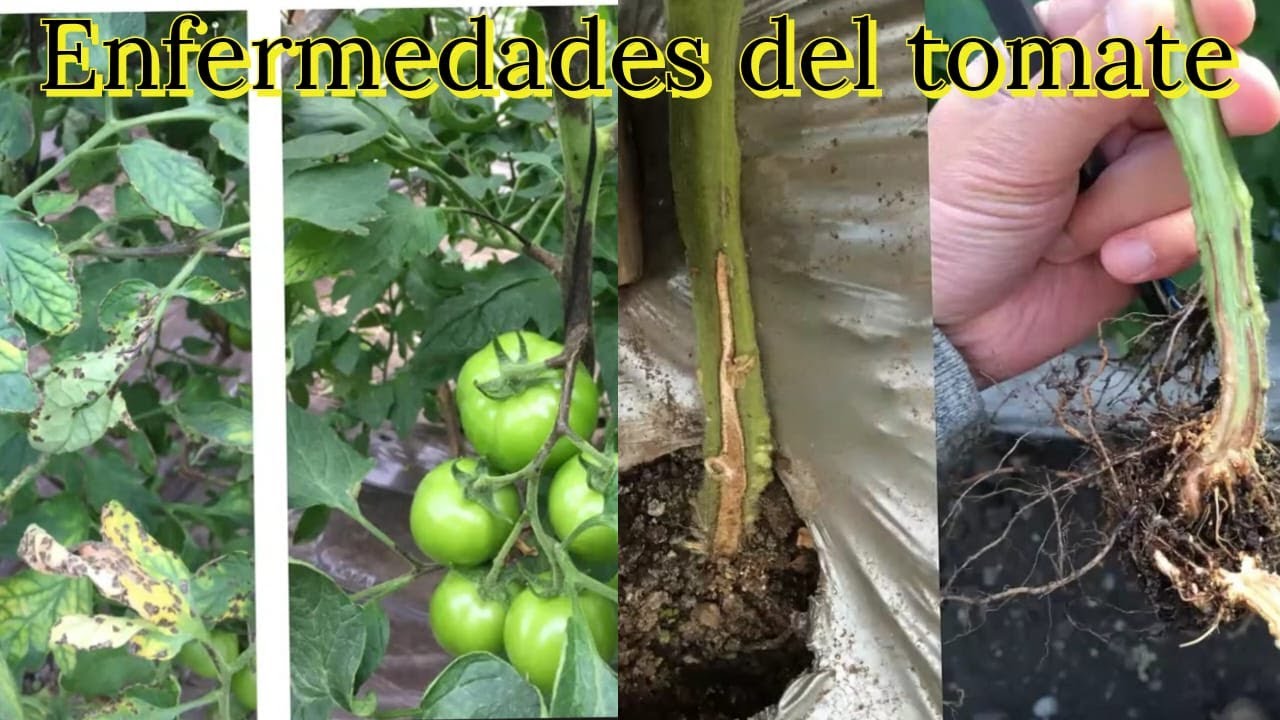 Enfermedades del Tomate y Control, Enfermedades Fungosas Bacterianas y Otros.