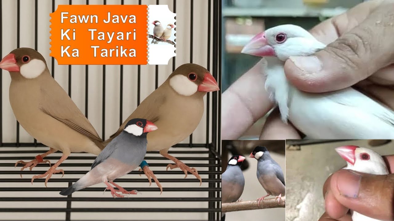 Java Birds | Fown Java | Albino Java | Opal Java Pairing Eaisy Method