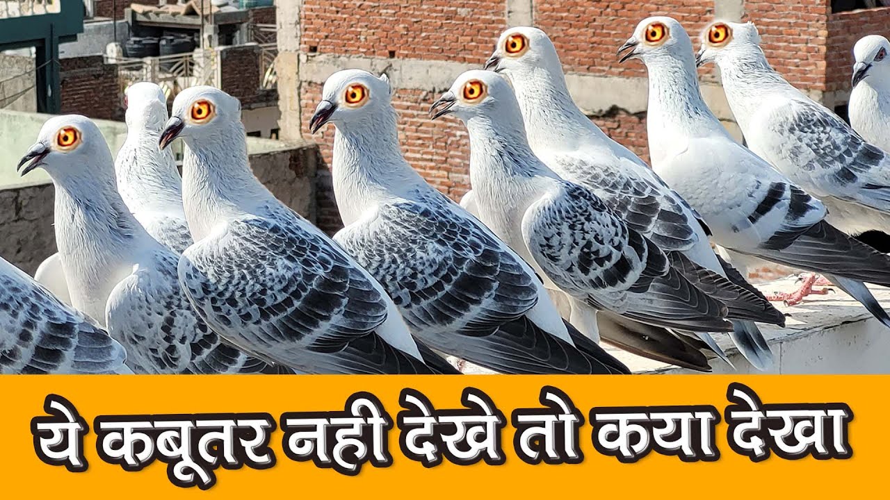 Ustad  Abba Shariq K Hyderabadi Babre Kabutar Ka Shok #pigeonlover #kabutarkivideo #delhipigeon