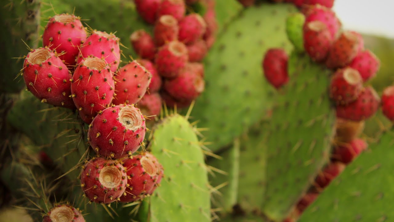 Tuna, el fruto del nopal. Cap 461
