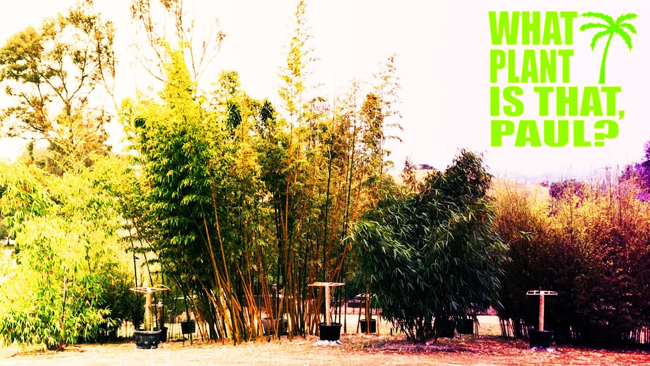 The ULTIMATE BAMBOO TOUR  (Take a Tour around my Yard and See some Amazing Bamboo )