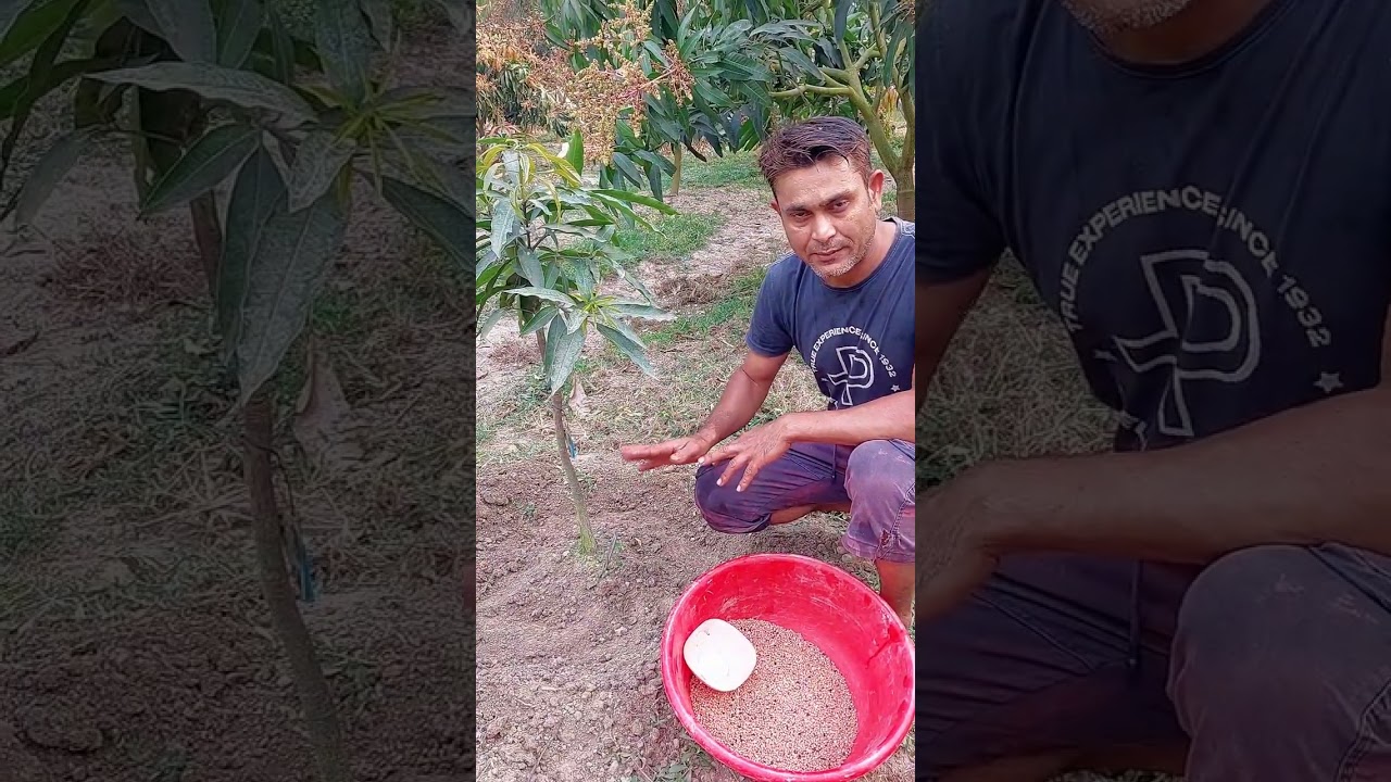 ছোট আম গাছের রাসায়নিক সার ব্যাবস্থাপনা!! 🥭Small Mango tree chemical Fertilizing Management!