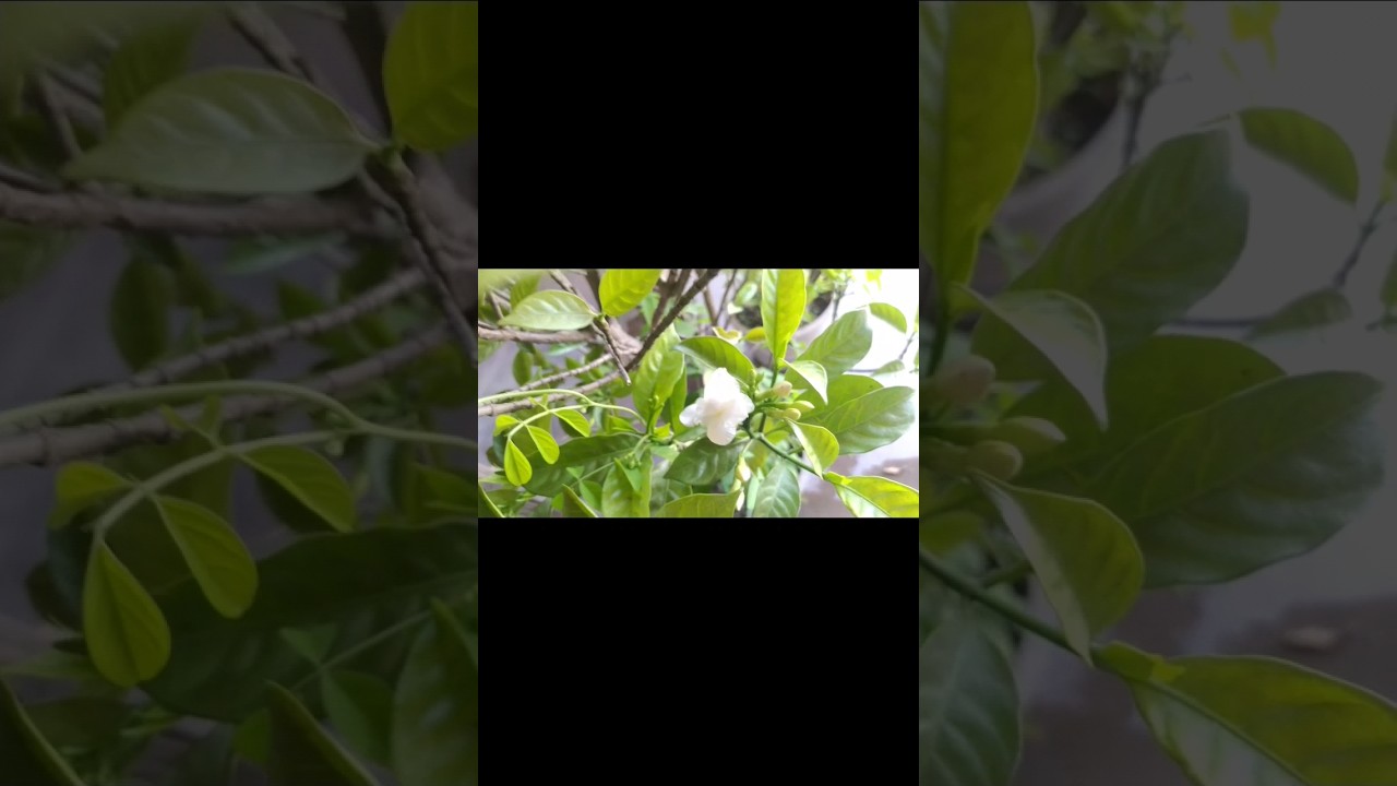 Bluebellvine and crepe Jasmine together blooms everyday #bluebellvine #crepejasmine🌼 @gardenia25