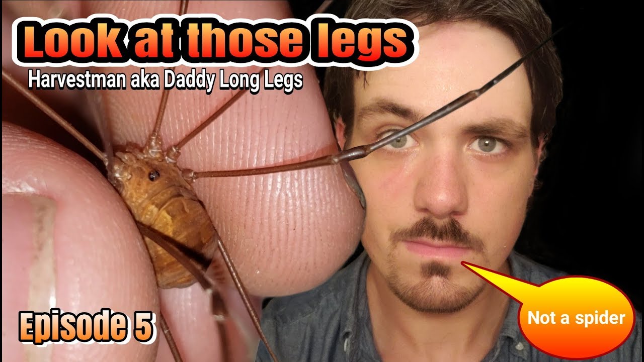 Harvestmen AKA Daddy long legs
