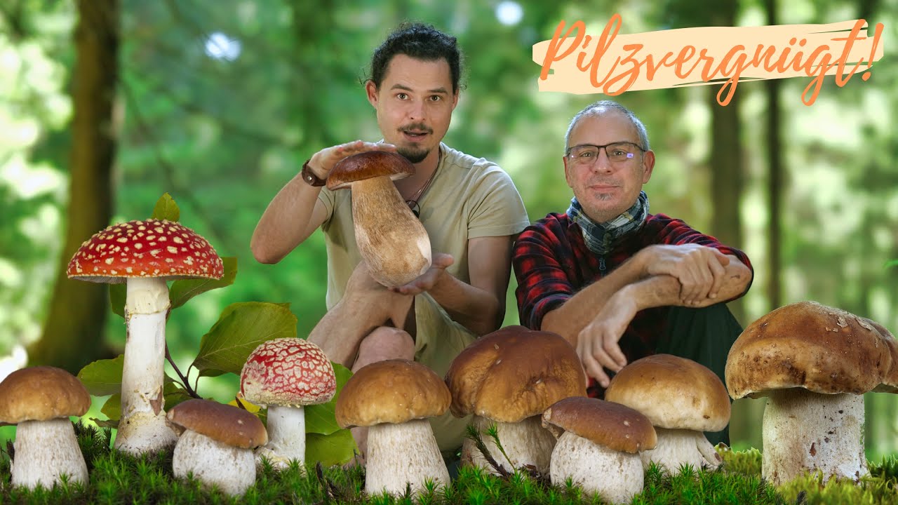 Wie schnell wachsen Steinpilze? 🧐 Pilze über eine Woche beim Wachsen dokumentiert 2025