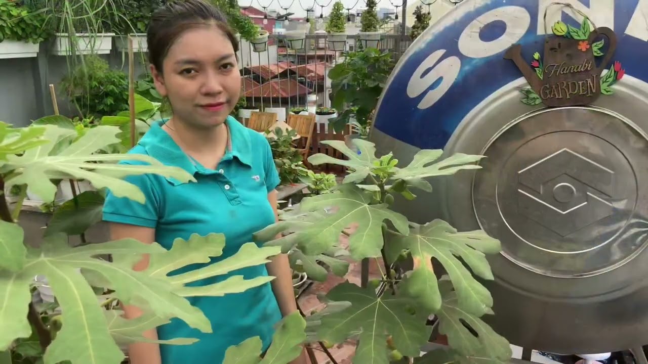 #19 Hướng dẫn trồng và chăm sóc sung mỹ ra nhiều trái, ra quả ngay năm đầu trồng. ( fig in vietnam)