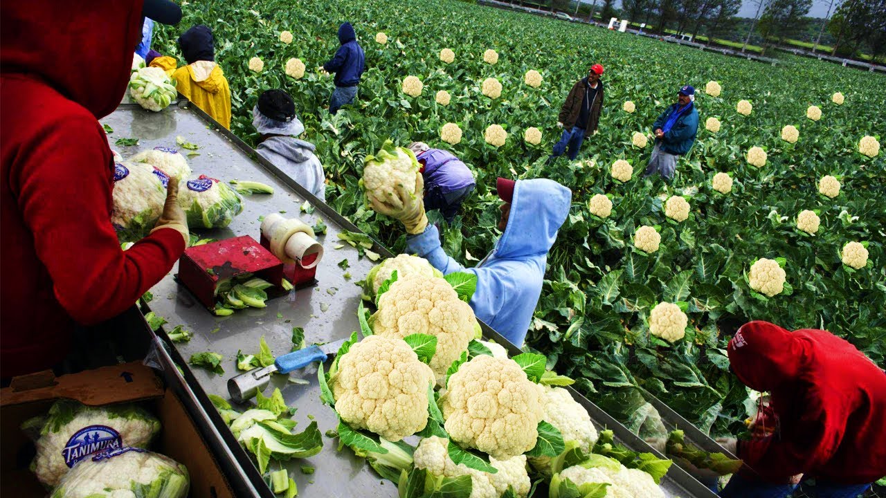 How US Farmers Harvested 900 Million pounds Of Cauliflower - US Farming