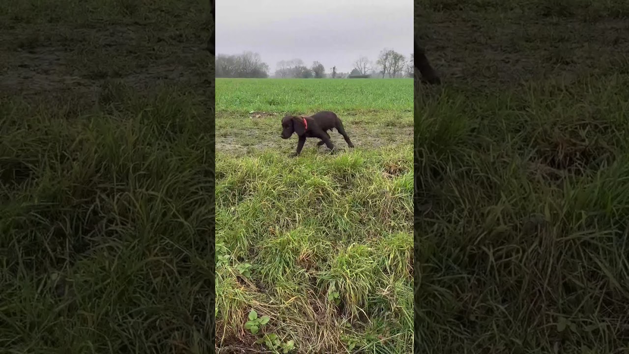 Bear the Chocolate Cocker Spaniel dips his paws in the water on our fun countryside walk 