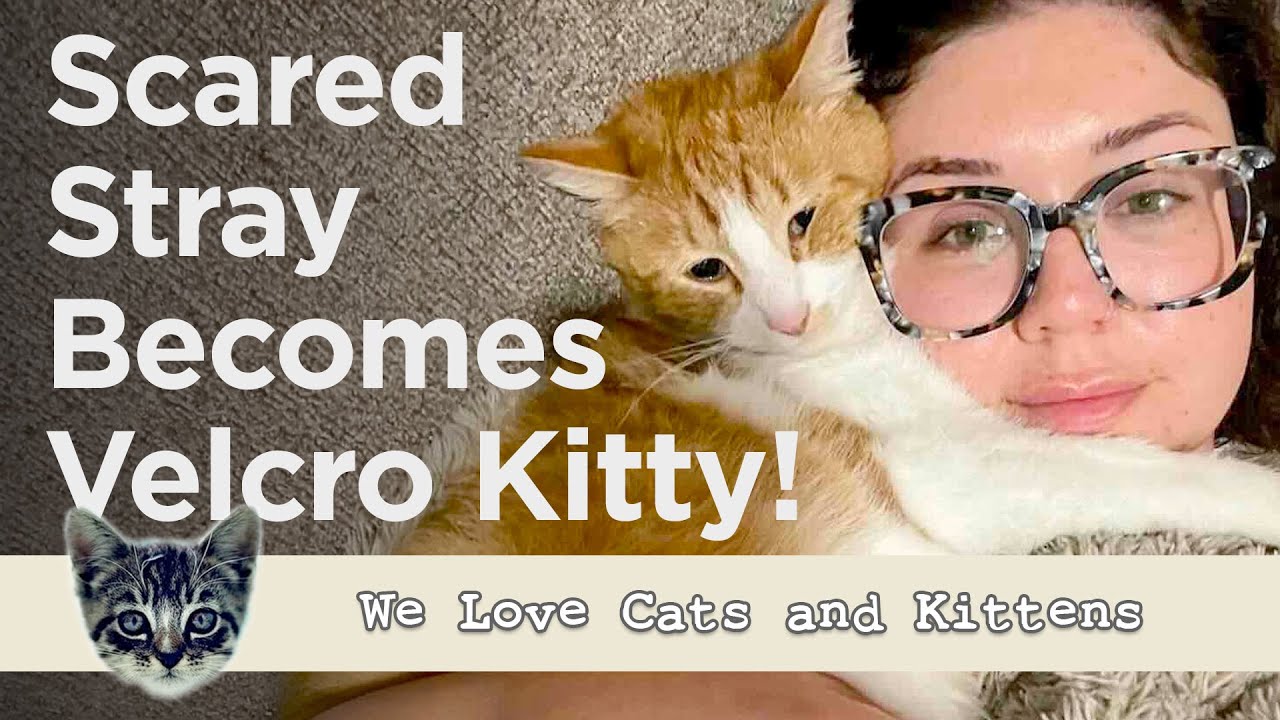 The Window-Climbing Kitty Who Stole A Foster Mom's Heart!