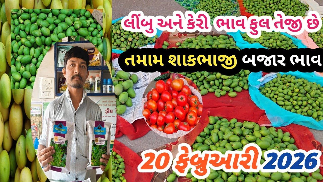 20 February 2026 .કેરી બજાર ભાવ ફુલ તેજી છે | રીંગણ એન લીંબુ 🍋 ભાવ વધારો | તળાજા માર્કેટ યાર્ડ 