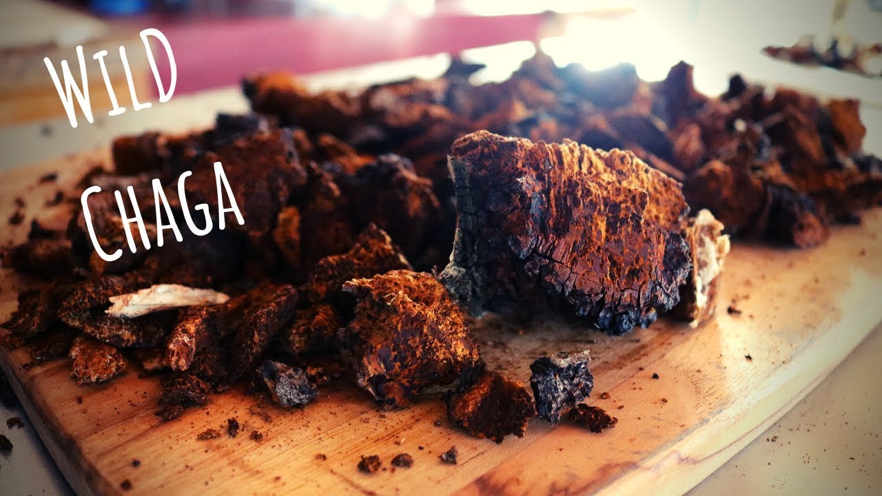 Harvesting Chaga, How to Store and Brew Tea