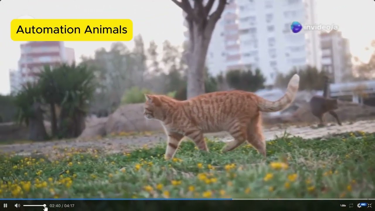 Wild Cats Uncovered: Cheetahs, Bobcats, and Lesser-Known Felines | Full Wildlife Documentary