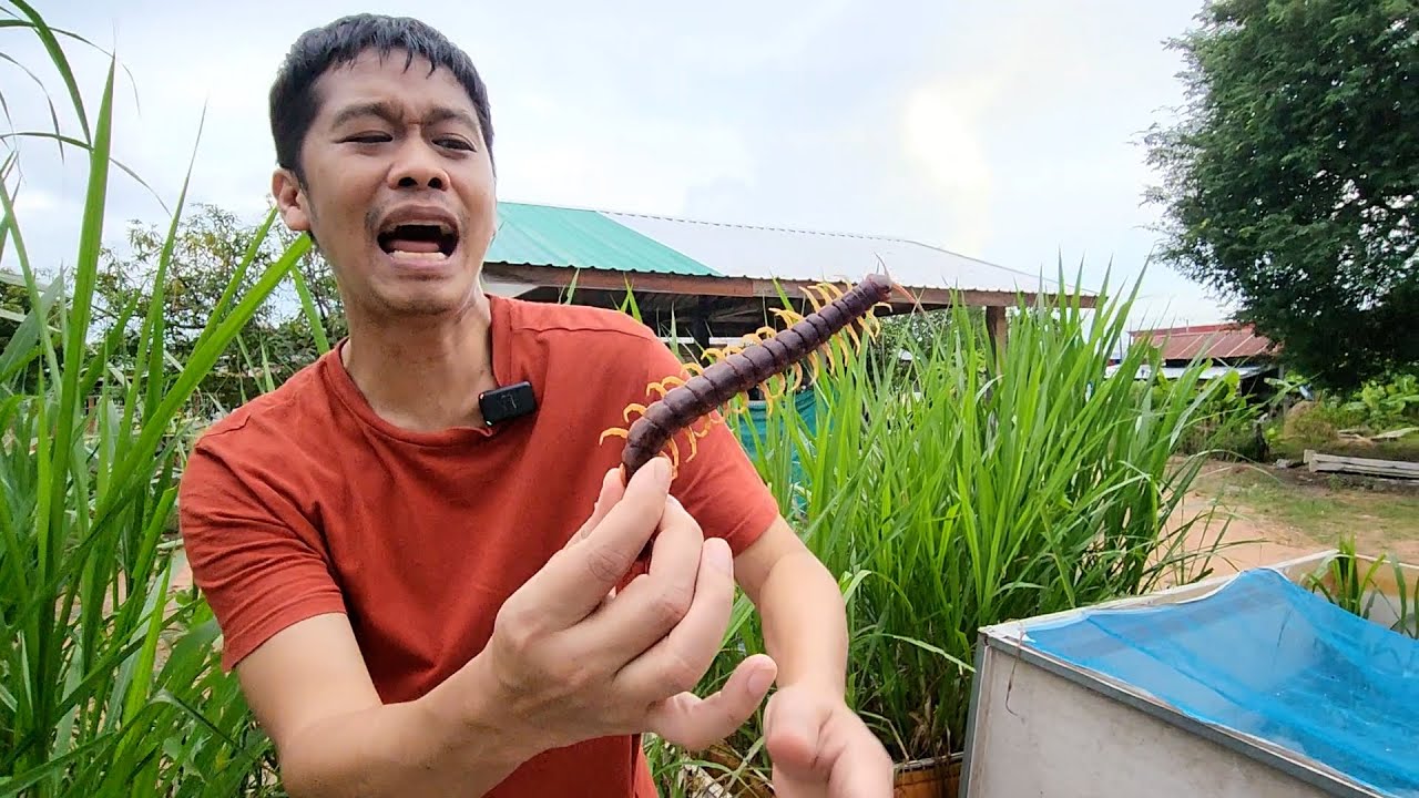 อึ้ง อาชีพแปลกสร้างรายได้ รับซื้อตะขาบ เลี้ยงตะขาบ | เอิร์ธสดชื่น สร้างอาชีพ