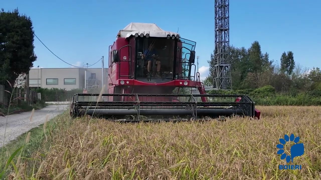 🌾 Prove in Campo Riso 2025 | Vialone Nano & Carnaroli | Nexus – Caviggioli SS