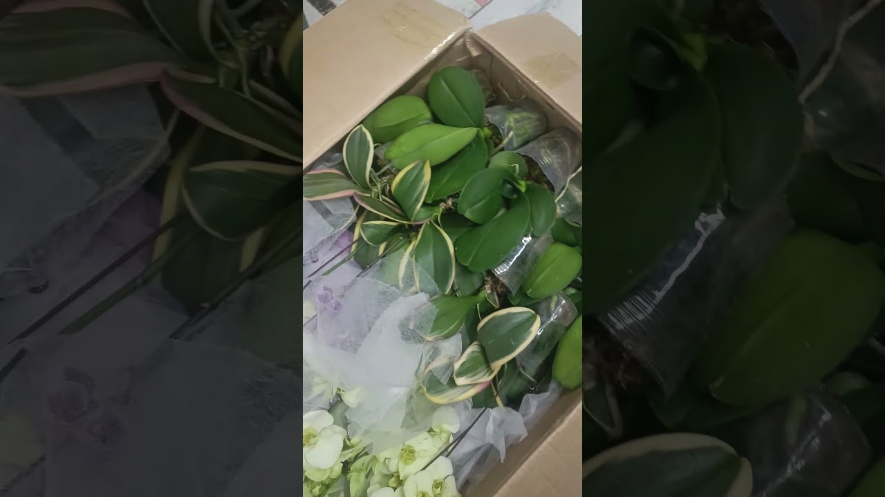 03.04. Дозавоз фаленопсисов по 550р. #обзорорхидейвмагазине #orchid #обзорорхидейвмагазине #flowers