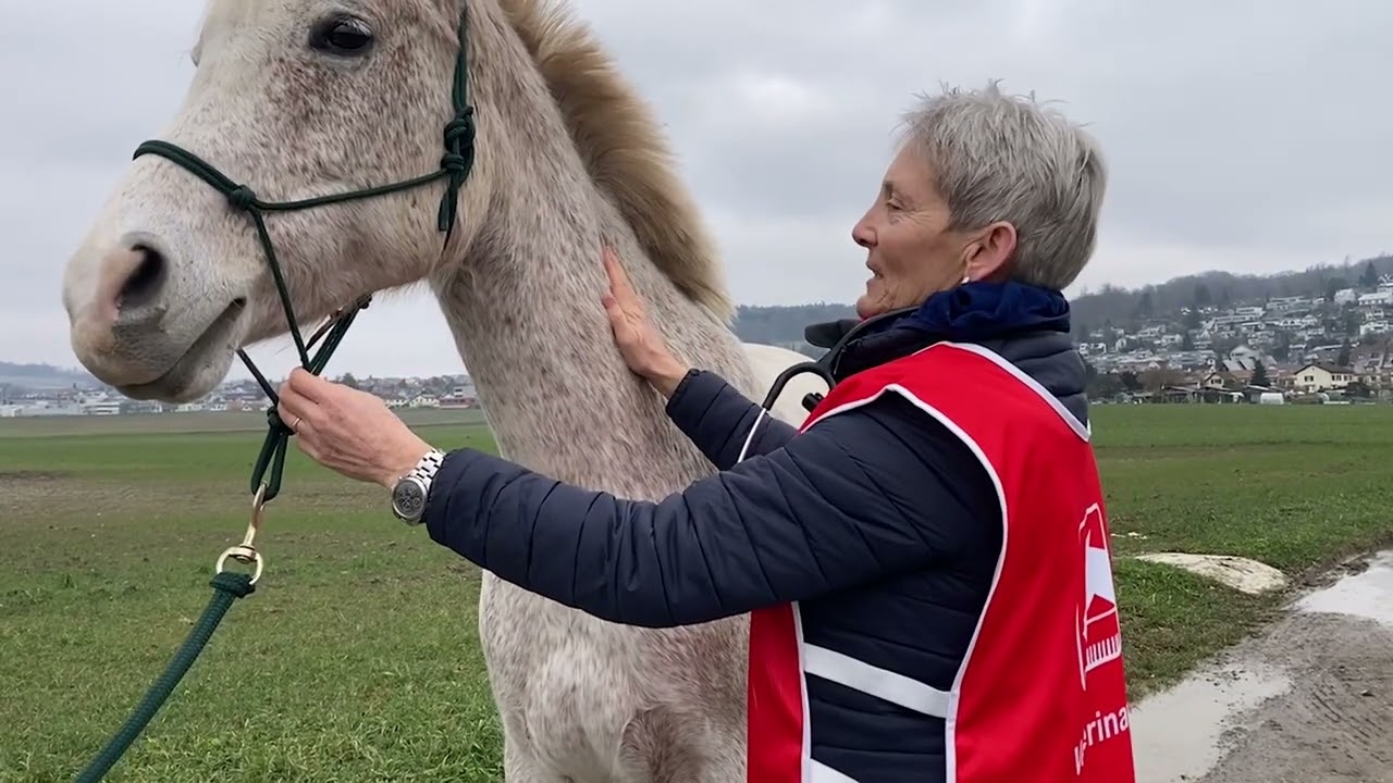 Distanzreitsport.ch: Die Tierarztkontrolle (Vet-Check) am Distanzritt