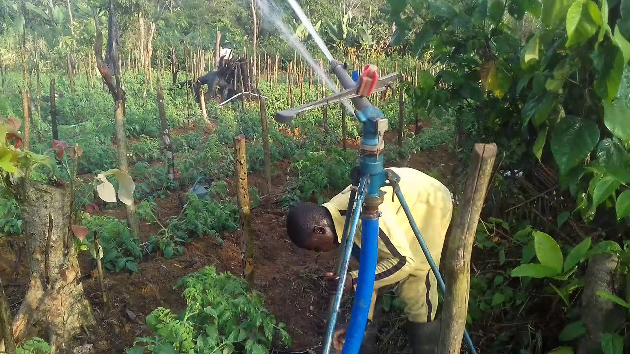 Irrigation par aspersion d'une parcelle de tomate