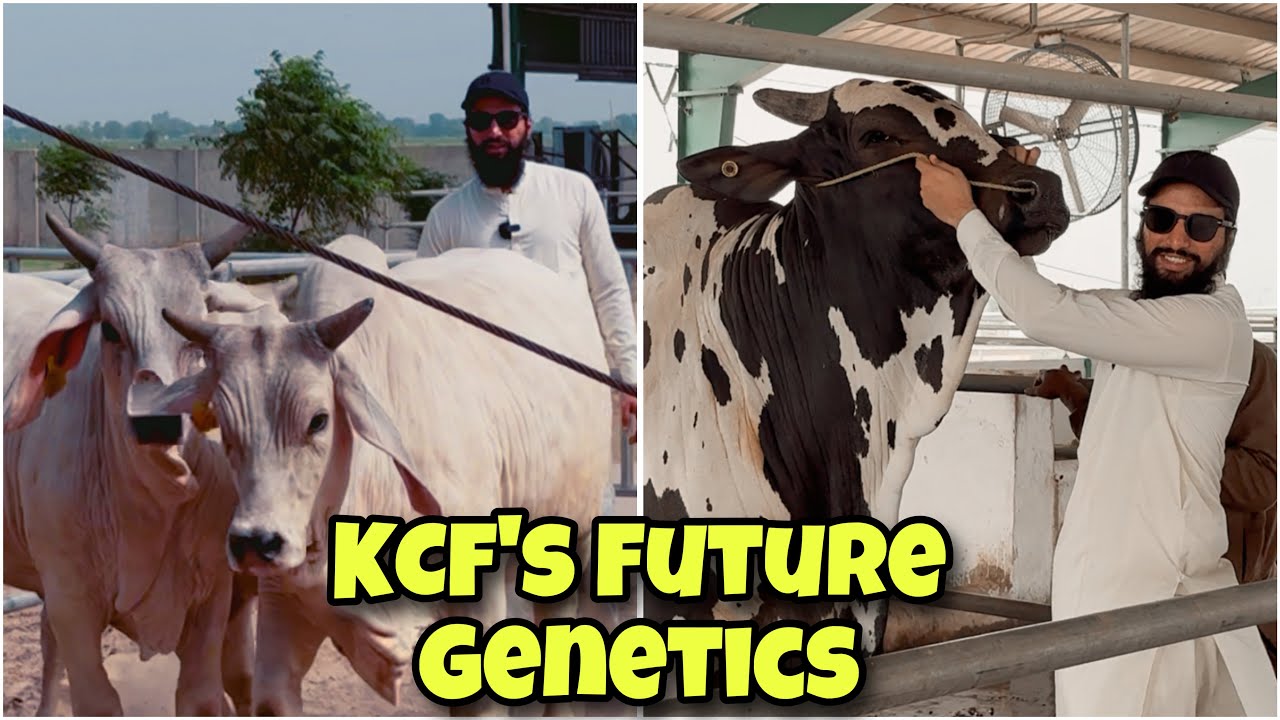 Embryo With Sires And Dams Of Elite Bloodline 🔥 | 1700g Per Day Weight Gain 🥵 | AR Maani