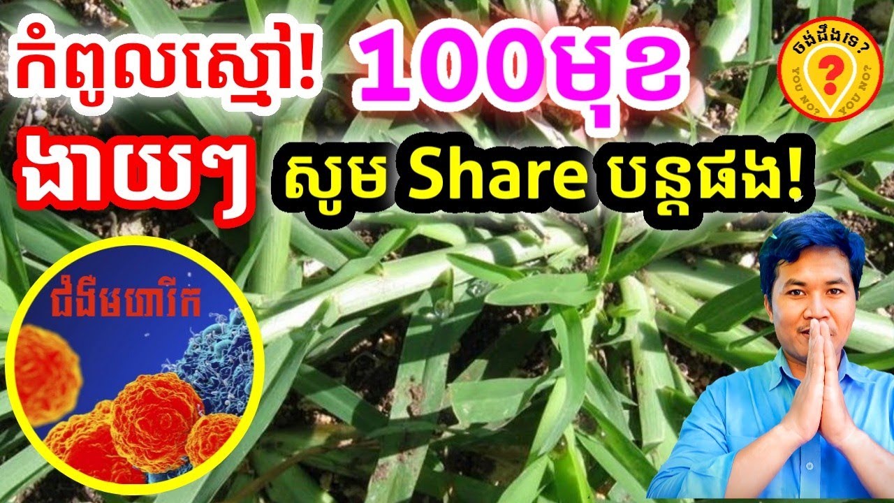 Advantages of Goos grass or Eleusine Indica អត្ថប្រយោជន៍របស់ស្មៅជើងក្រាស់ 1080p