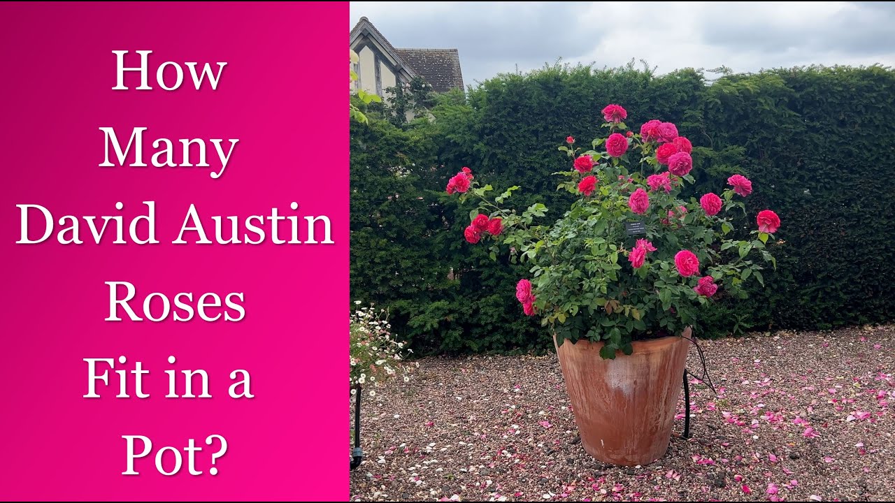 🌹 Посадка более 1 розы Дэвида Остина в горшок / Сколько роз поместится в кашпо?