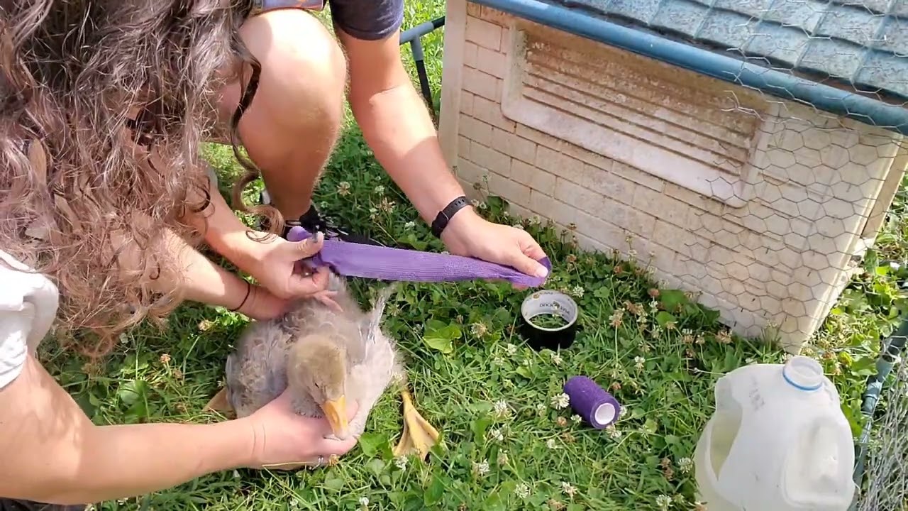 treating angel wing in one of my geese